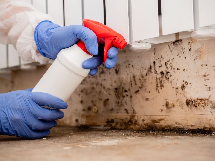 3 Signs It is Time For Mold Remediation