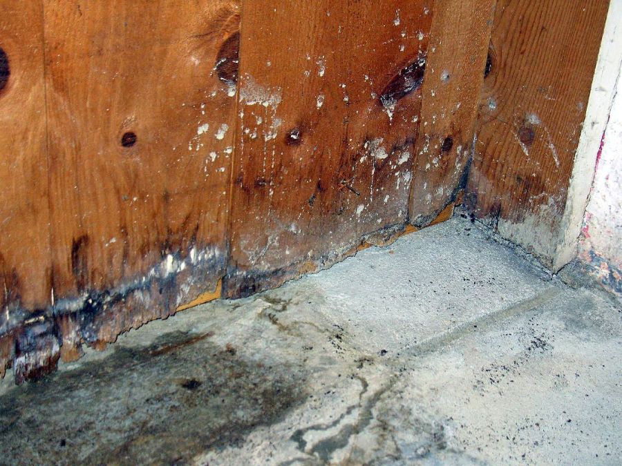 The Importance Of Immediate Mold Remediation